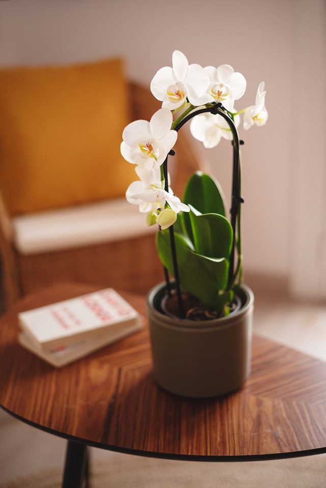 orquídea blanca de Colvin